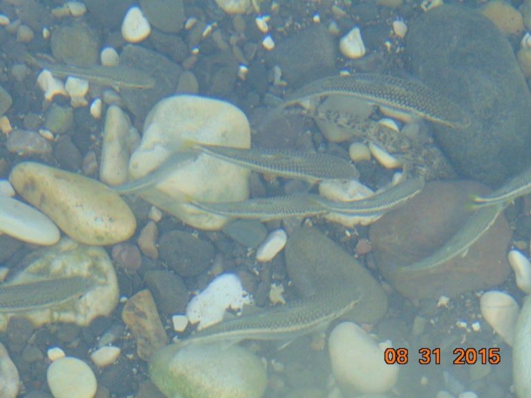 La pêche aux anguilles, l’Eldorado pour de nombreux Jeunes Grand’anselais