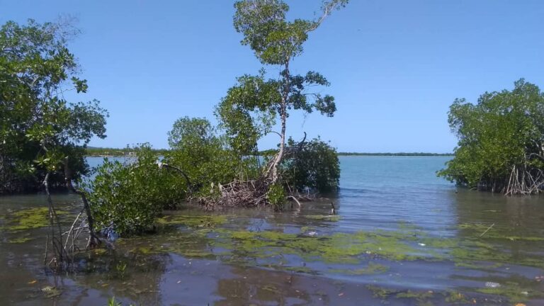 Grand’Anse : cri d’alarme face au risque de disparition des mangroves